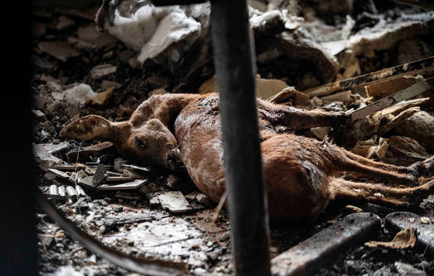 300.000 firmantes exigen el fin de la caza para proteger la vida silvestre dañada, la ira de los cazadores 300.000 firmantes exigen el fin de la caza para proteger la vida silvestre dañada, la ira de los cazadores
